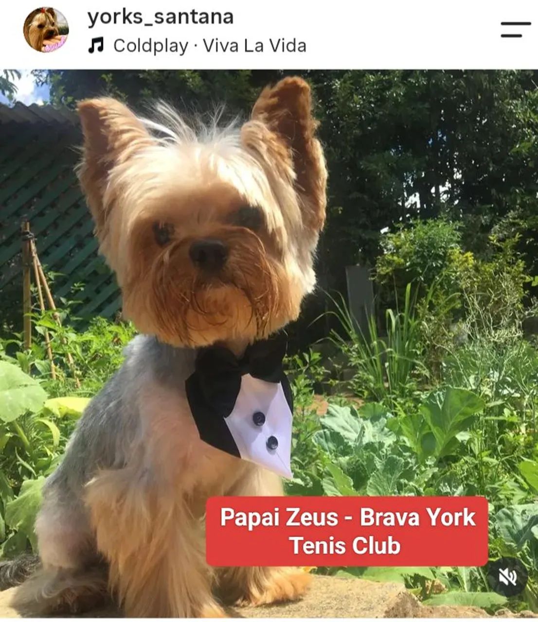 Yorkshire Terrier - machos  - Foto 4