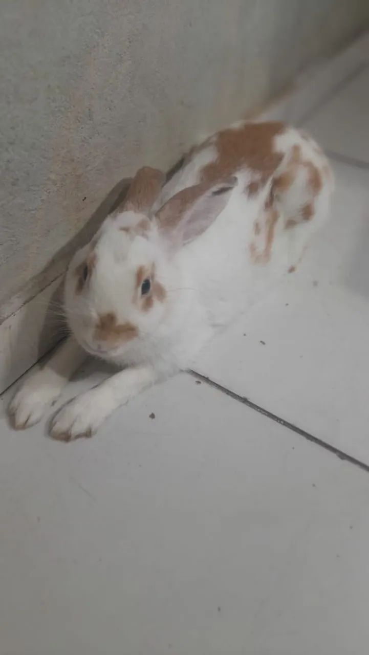 Animal de estimação 