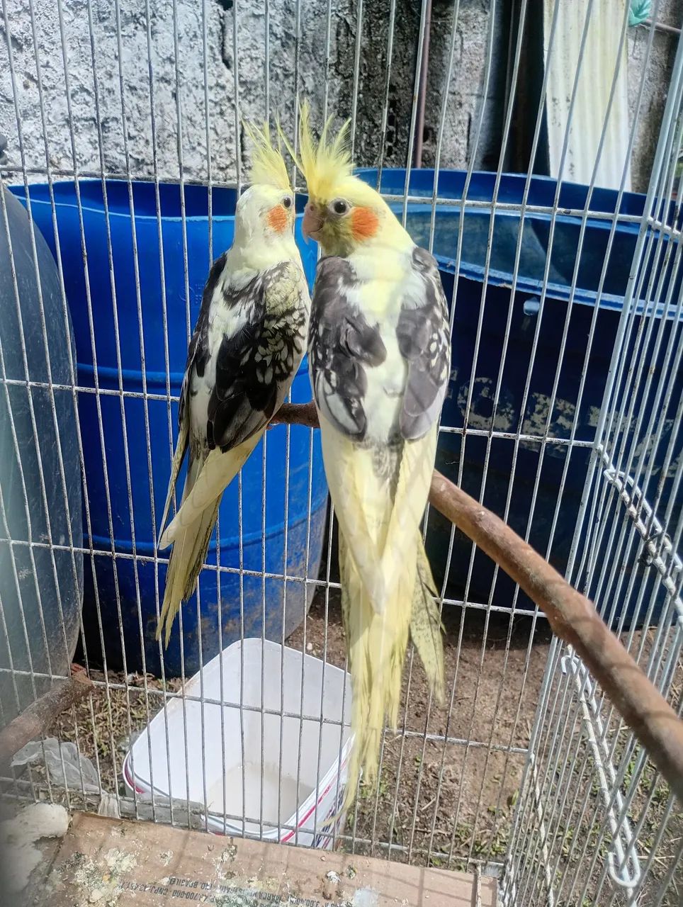 Pets - Foto 5