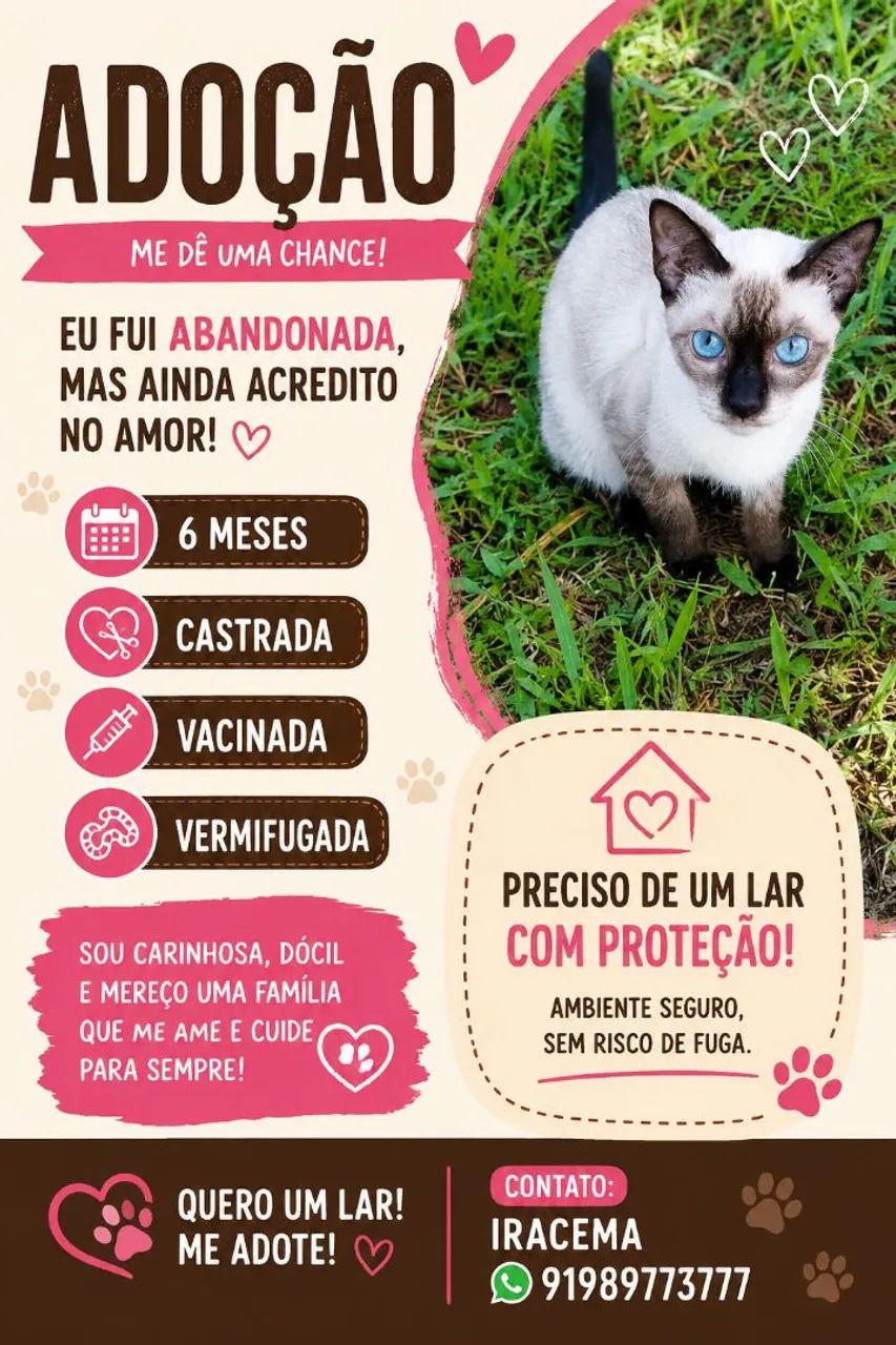 Adoção gatinha