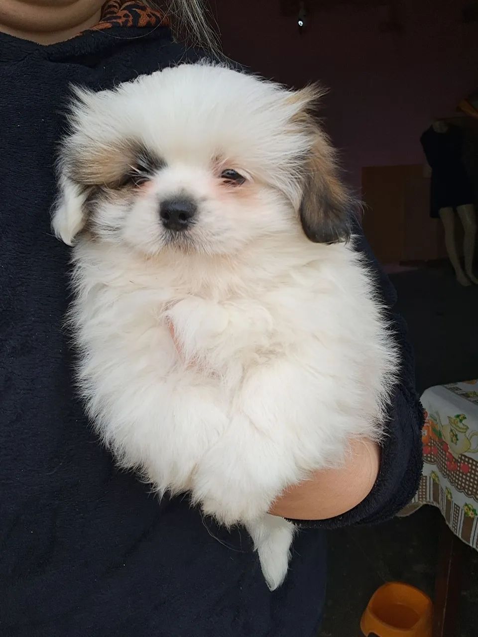 Shitzu machinho 