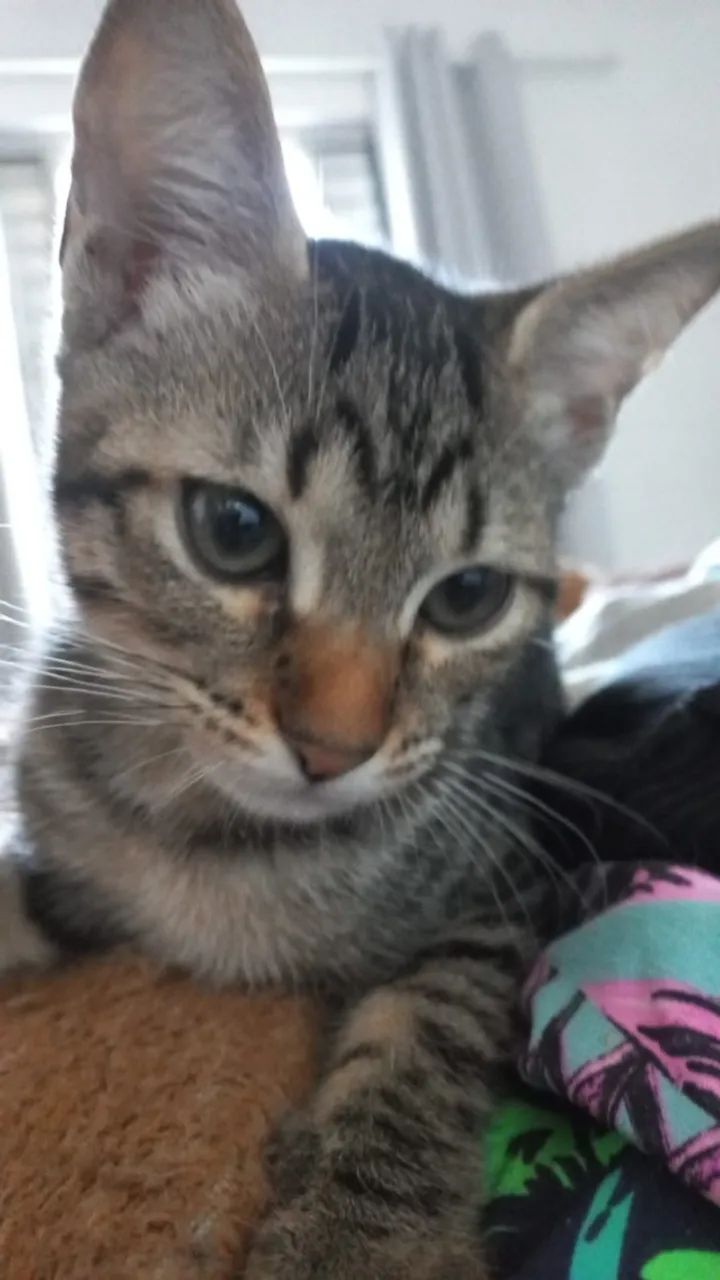 Doação Gatos Filhotes  - Foto 2