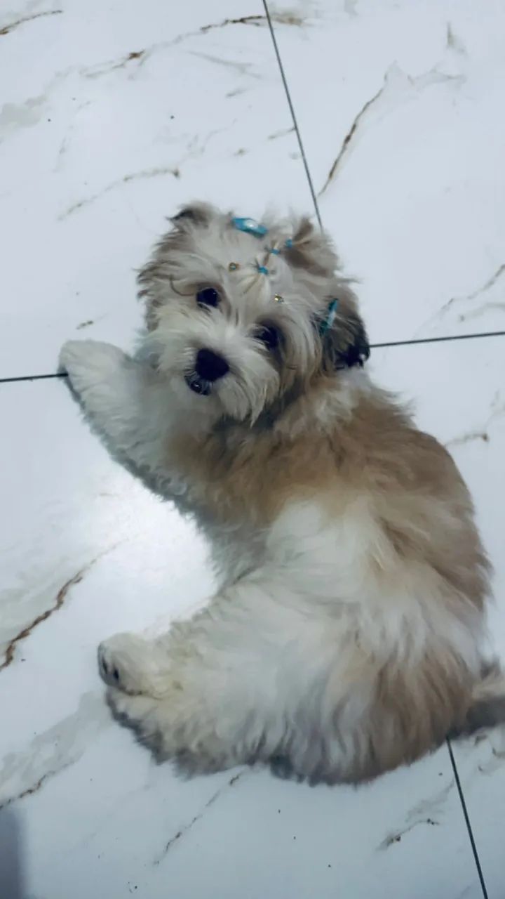 Shih Tzu fêmea  - Foto 3