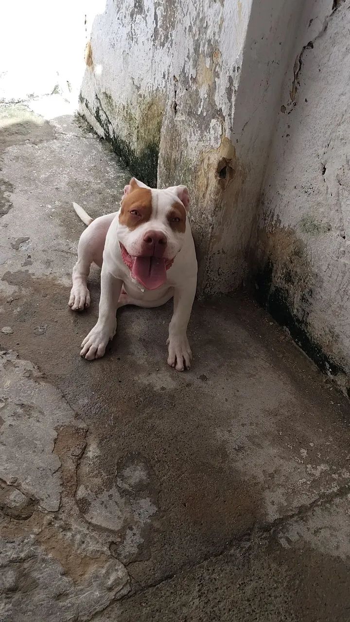 Pit monster filhote de 6 meses  - Foto 4