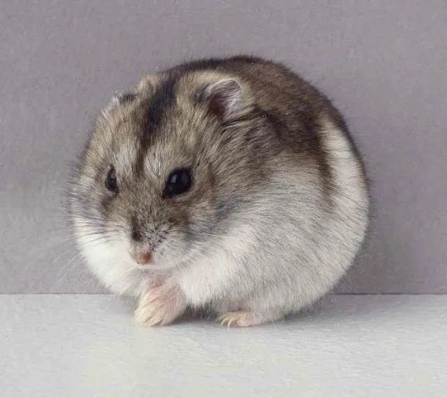 hamster anão russo - Foto 5