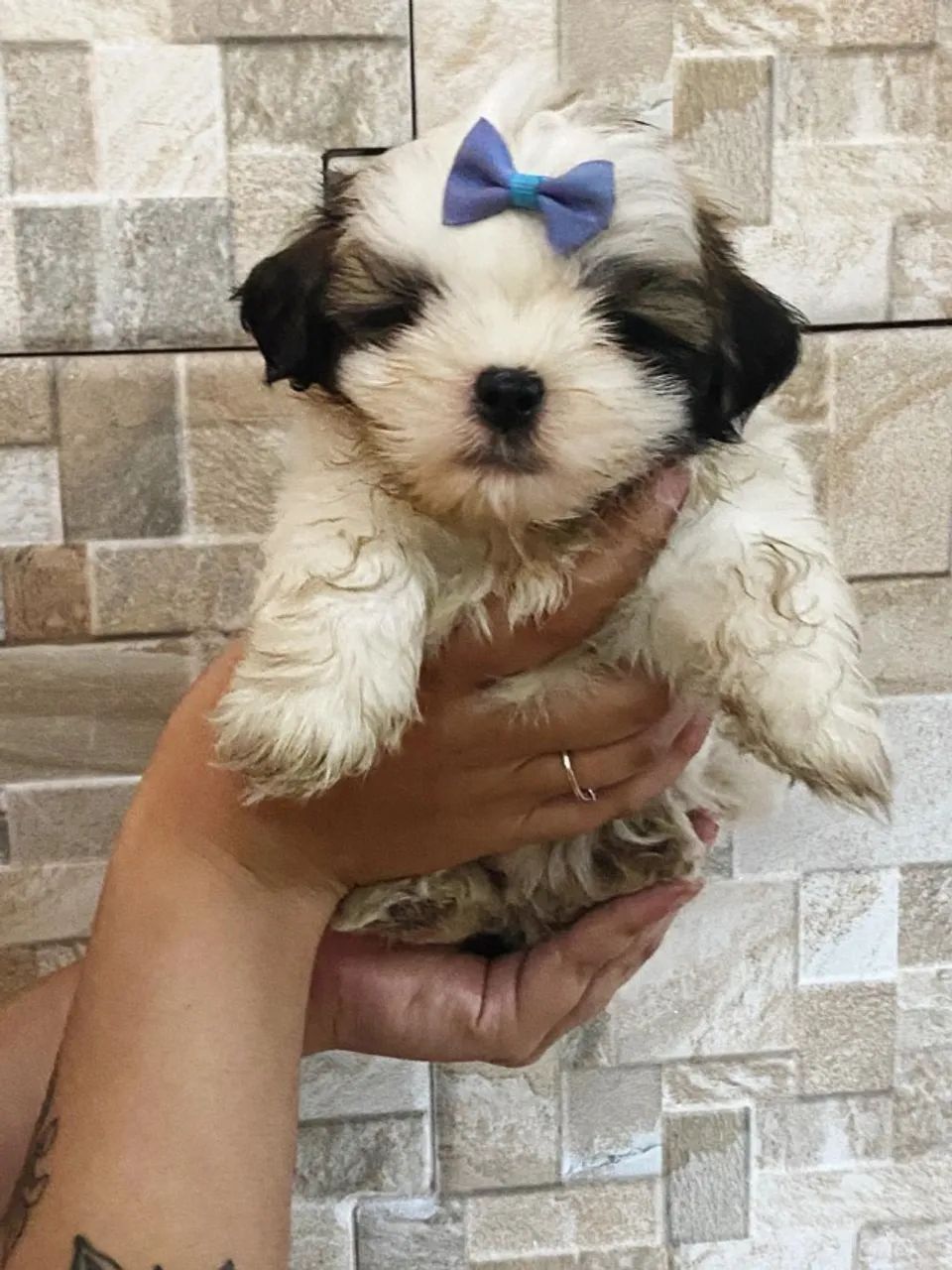O Shih Tzu é a escolha ideal para quem procura um pet carinhoso e cheio de amor.