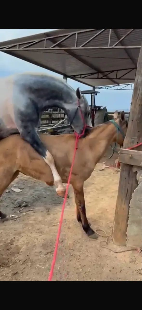 ÉGUA MARCHA PICADA PRENHA GARANHÃO PAMPA