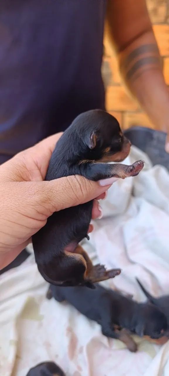 Vende- se cachorro Pincher  - Foto 2