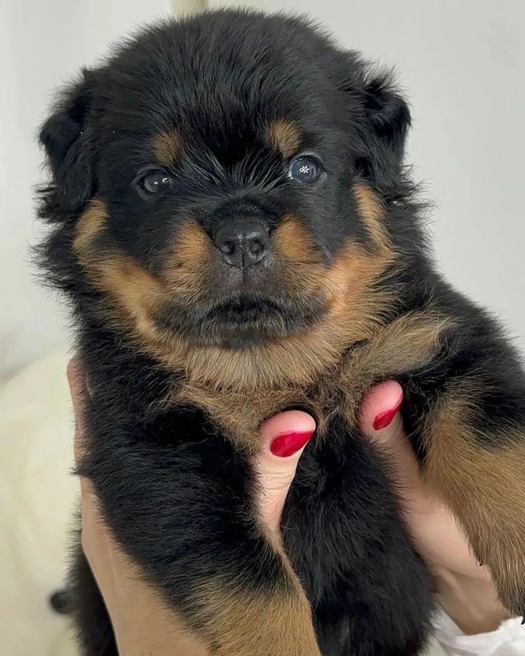 Rottweiler alemão  - Foto 3