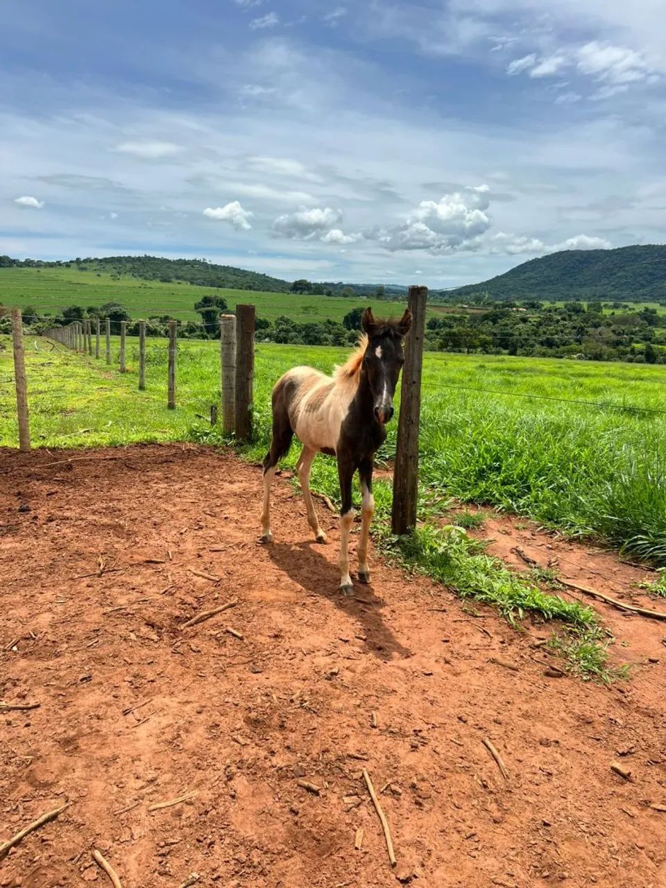 Potro registrado a venda  - Foto 4