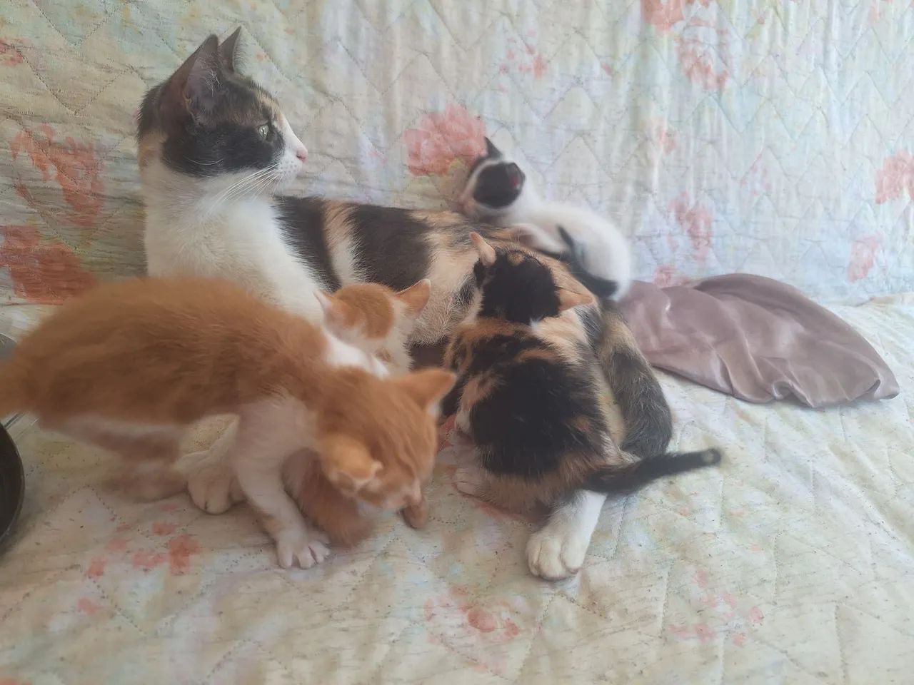 Doação de gatinhos - Foto 5