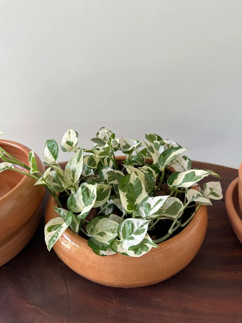 Plantas diversas - Foto 4