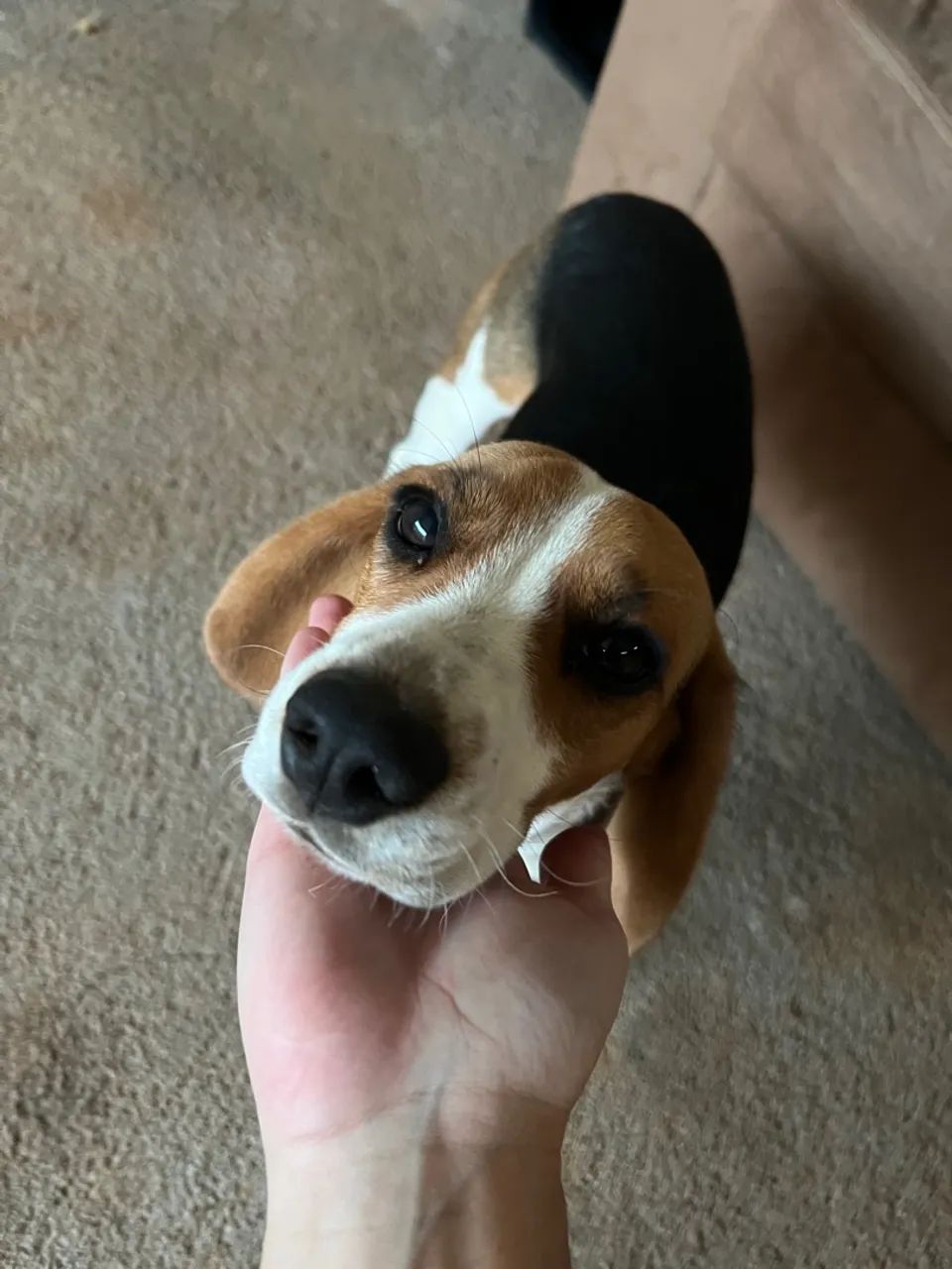 Beagle - bicolor, macho 