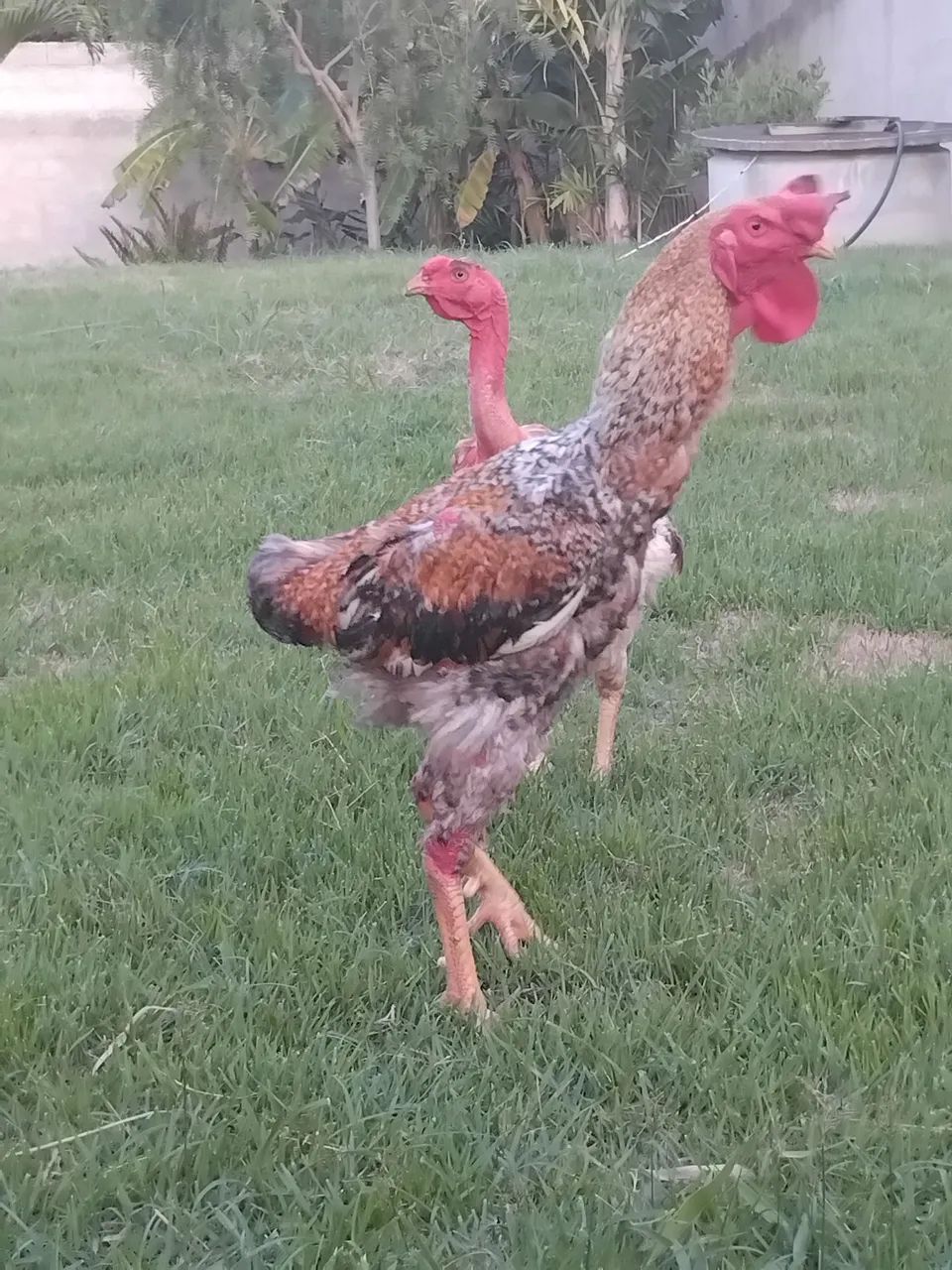 Galo e galinhas. - Foto 2