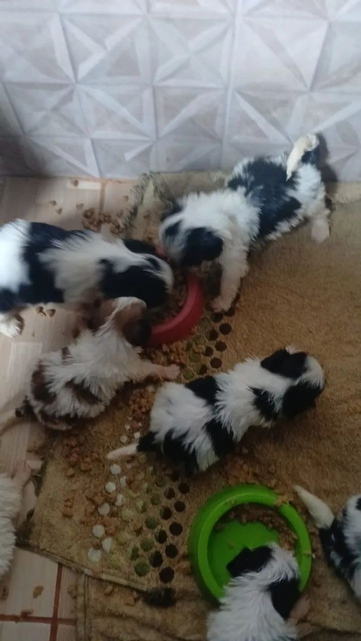 Cachorros shistsu  - Foto 4