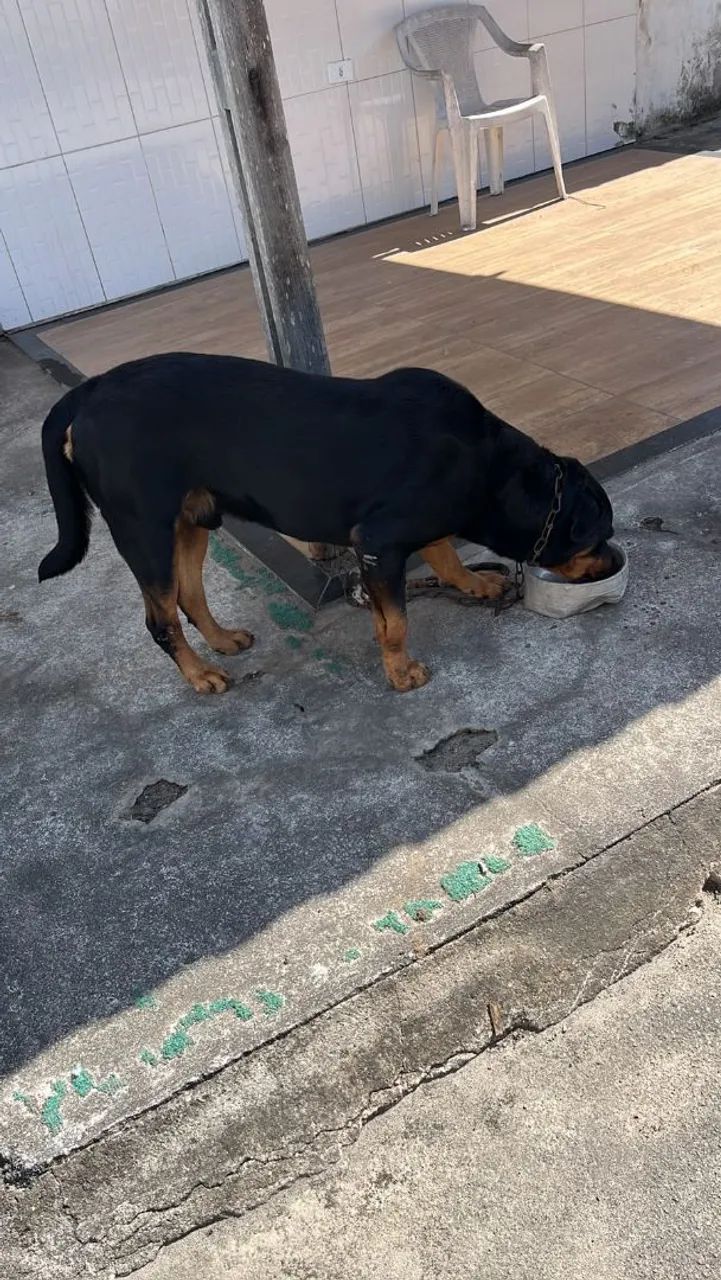 Para adoção  - Foto 2