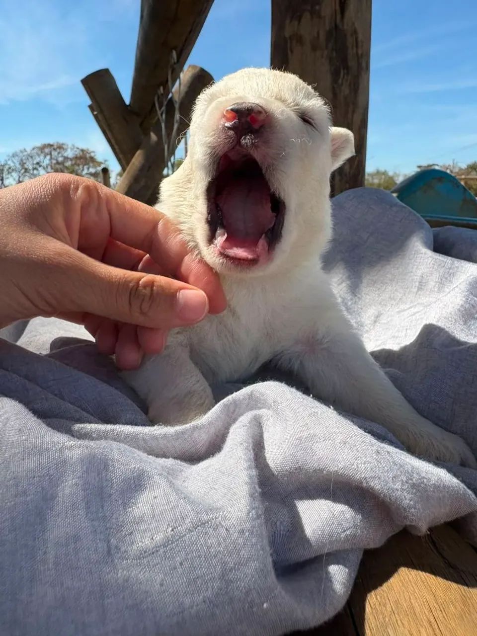 Husky siberiano  - Foto 4