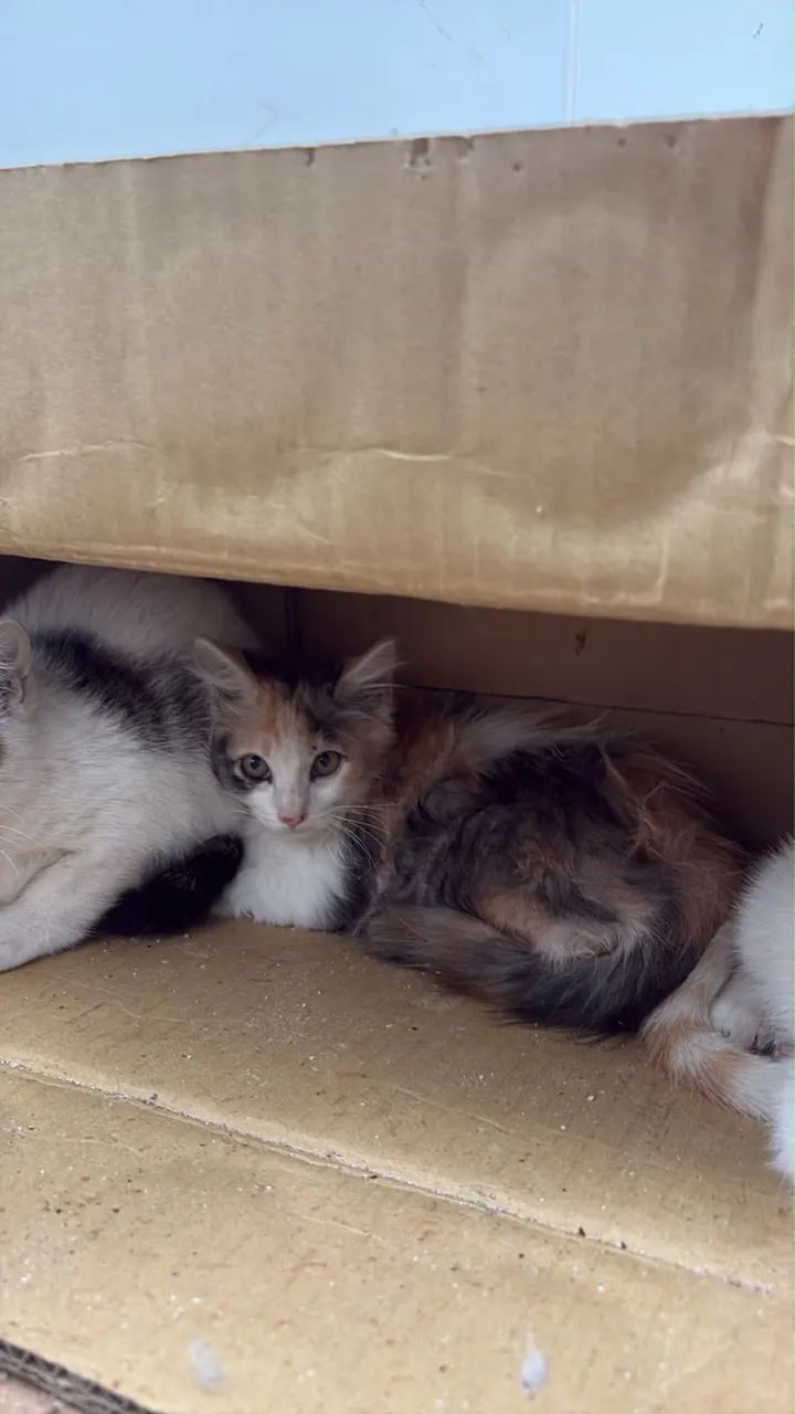 Doação de gatos - Foto 3