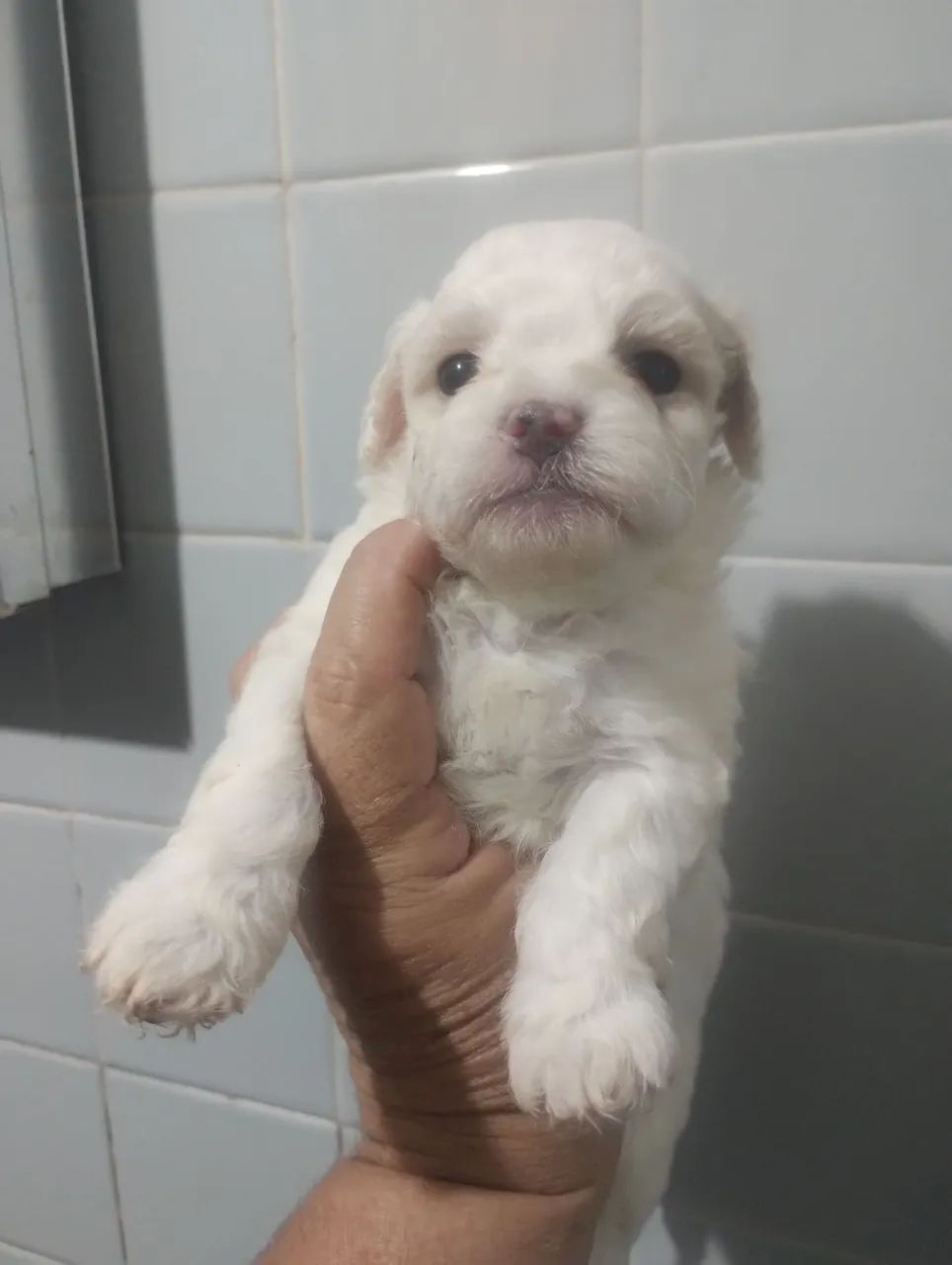 Pet - Foto 4