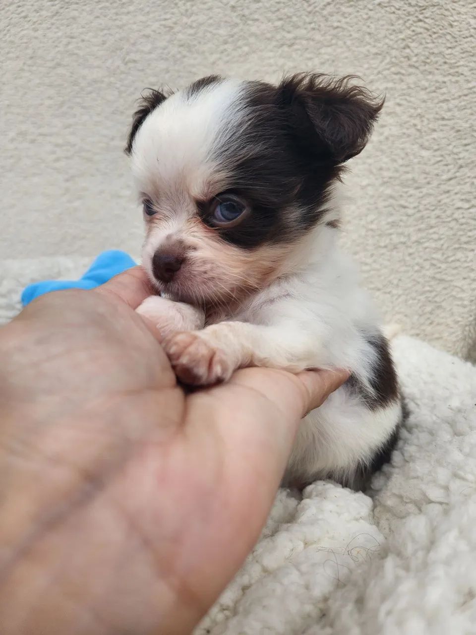 Chihuahua Macho Chocolate 