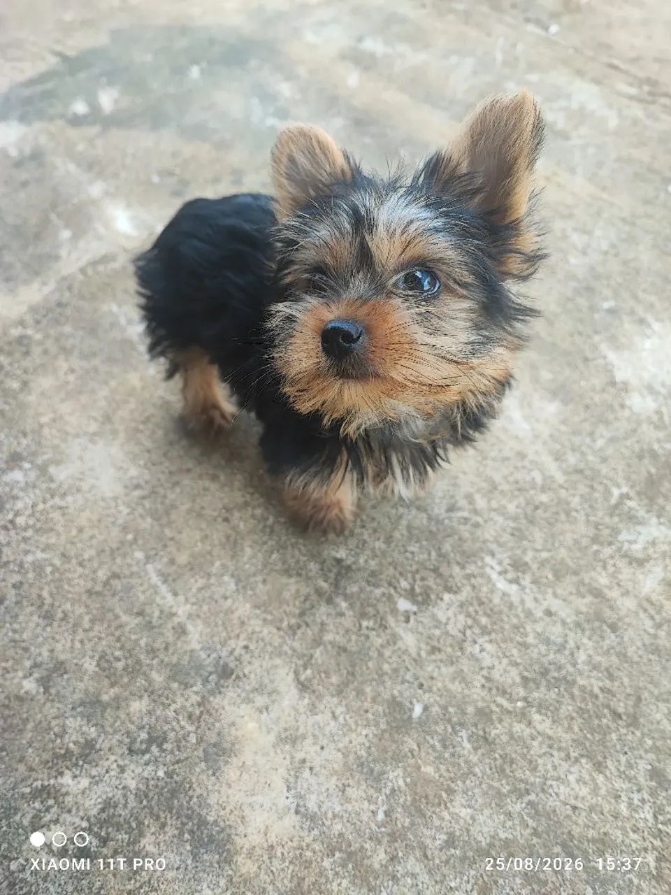 Yorkshire Terrier macho - Foto 5