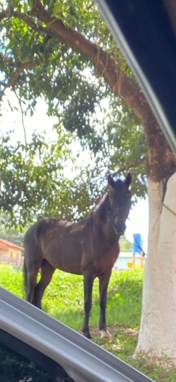 Cavalo manga larga  - Foto 2