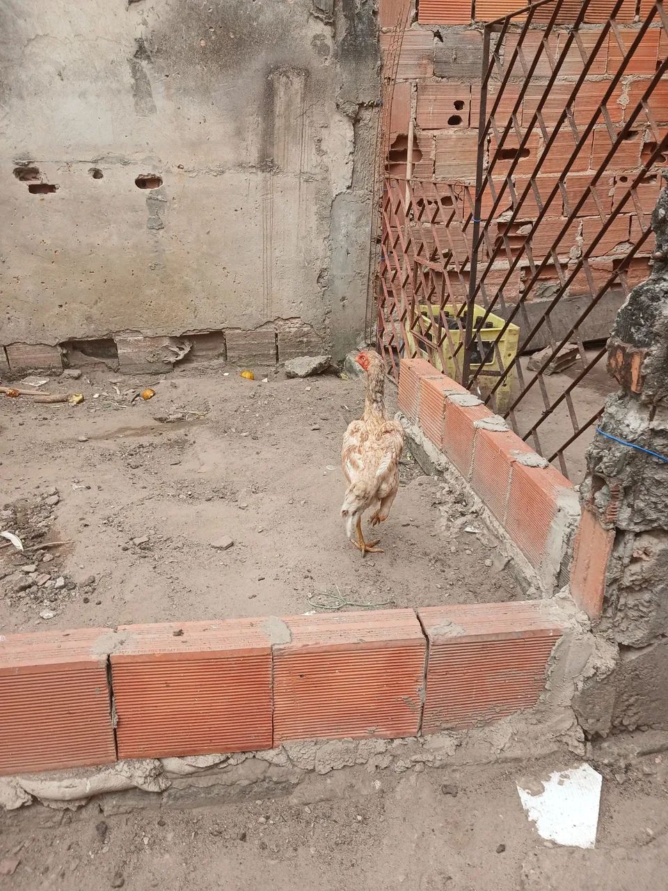 Galinha  - Foto 3