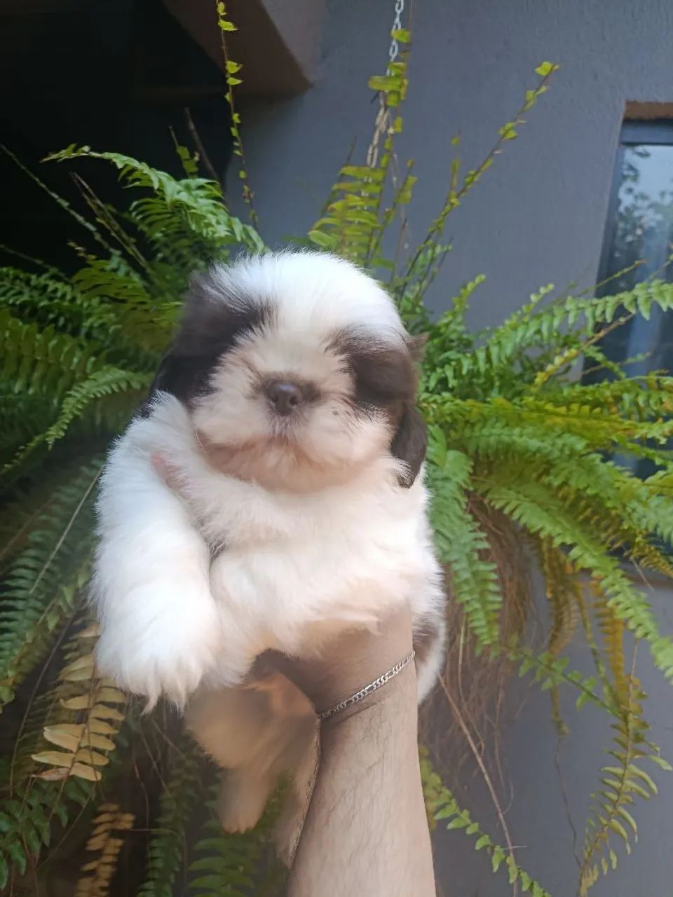 Shih Tzu  - Foto 4
