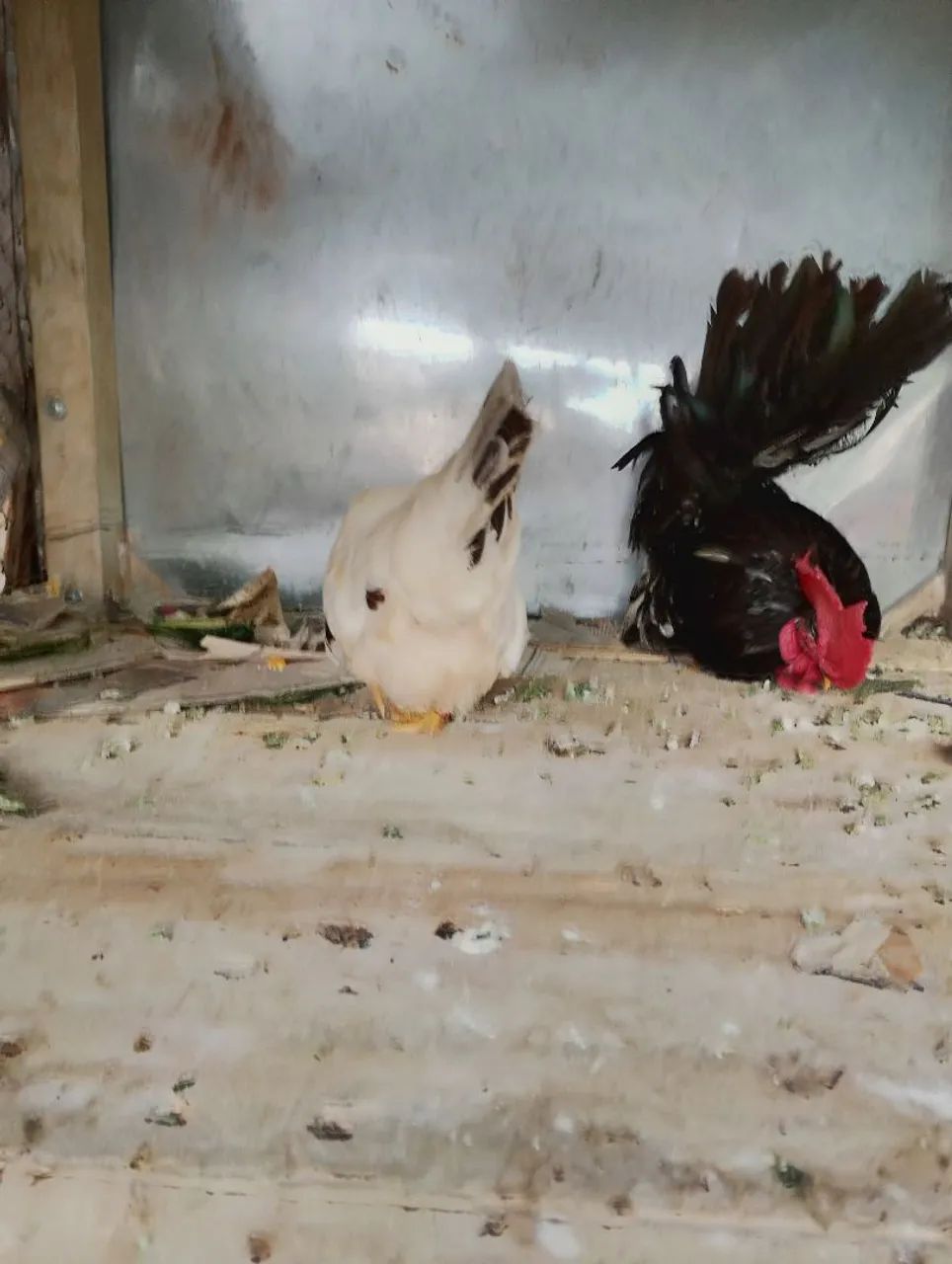 Mine nagazaki polaca btw 11 meses  - Foto 2