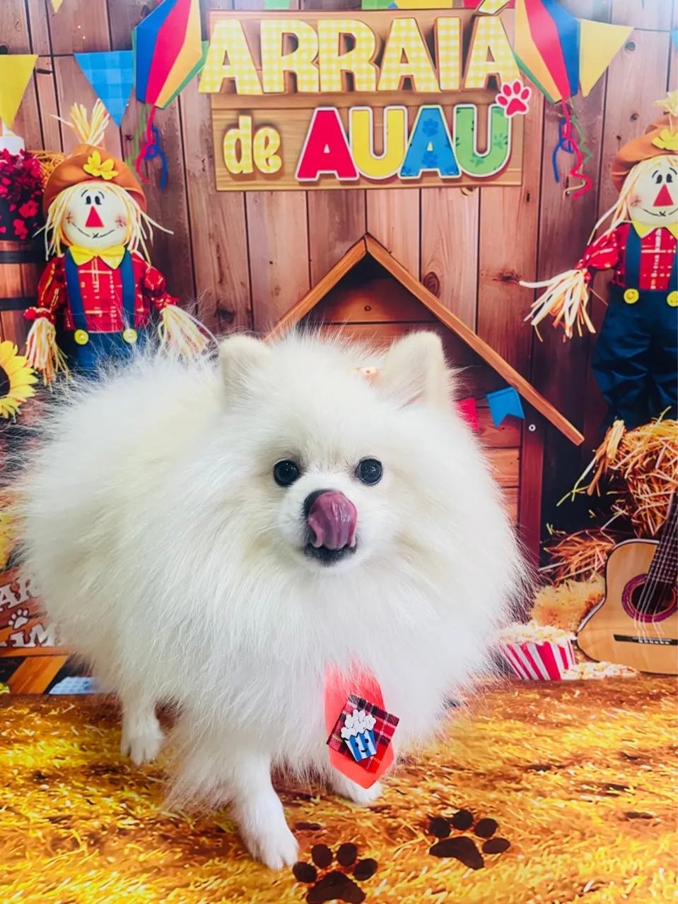 Spitz alemão - Foto 2