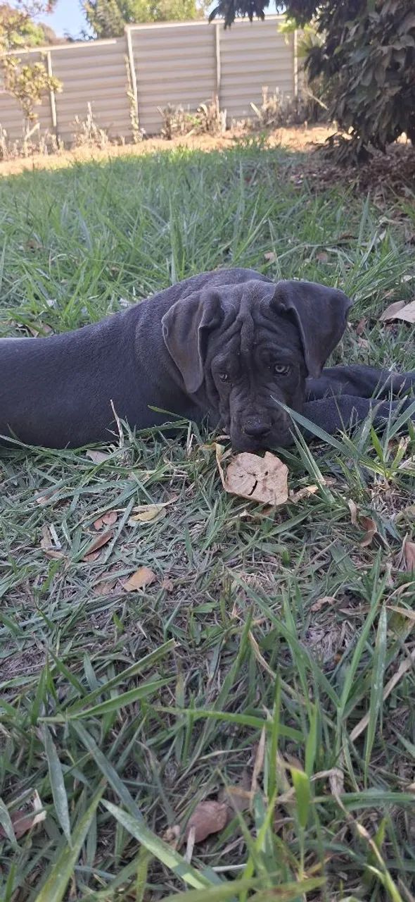 Cane Corso CBKC - 2 meses - Foto 4