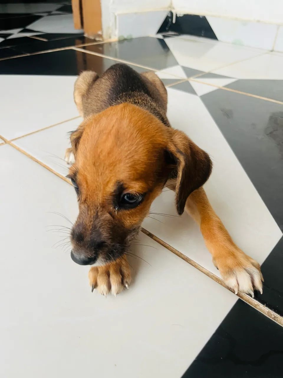 Doação responsável! - Foto 4