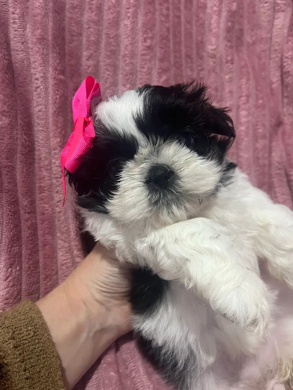Fêmea shih tzu - Foto 3