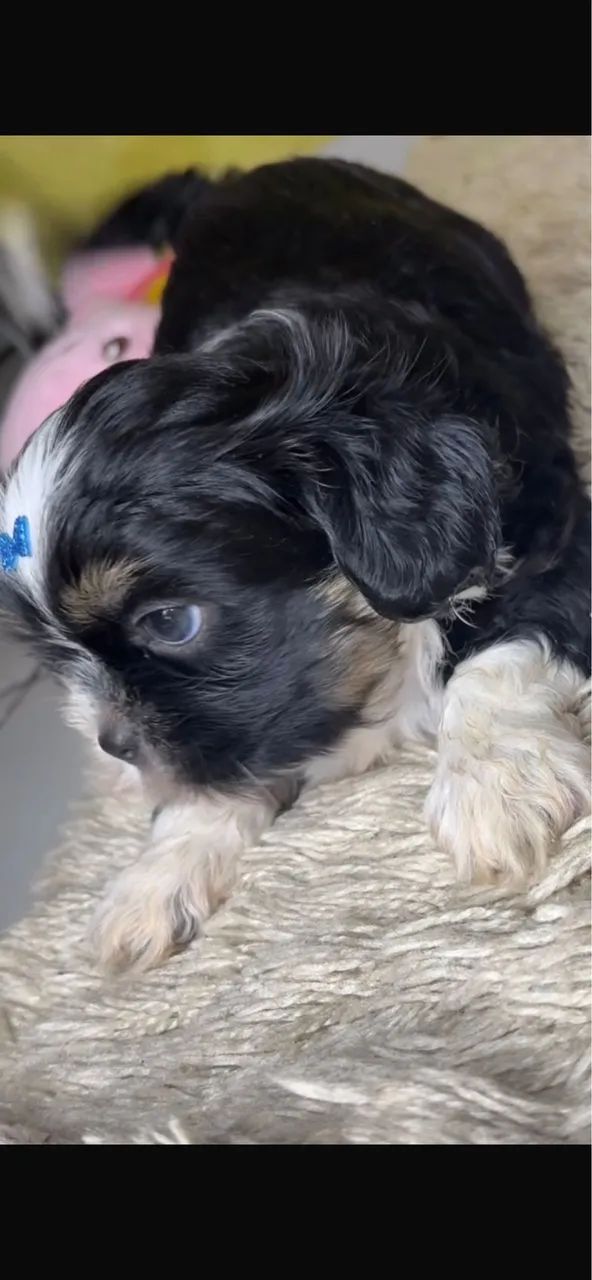 Shih-tzu com vacina e vermifugada 