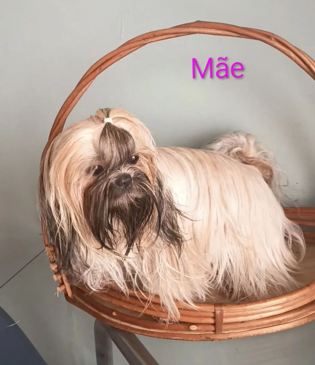 Shih Tzu  - Foto 4