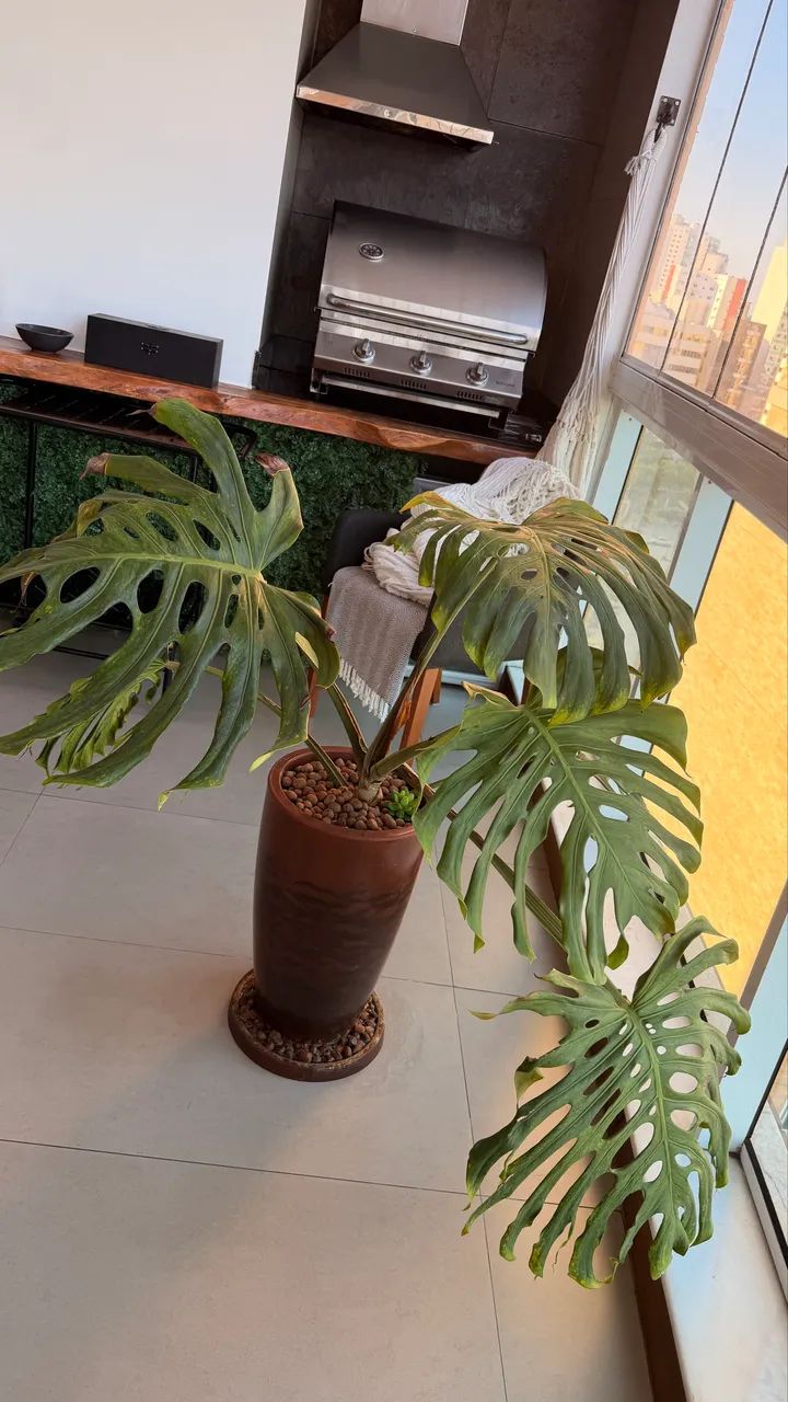 Planta