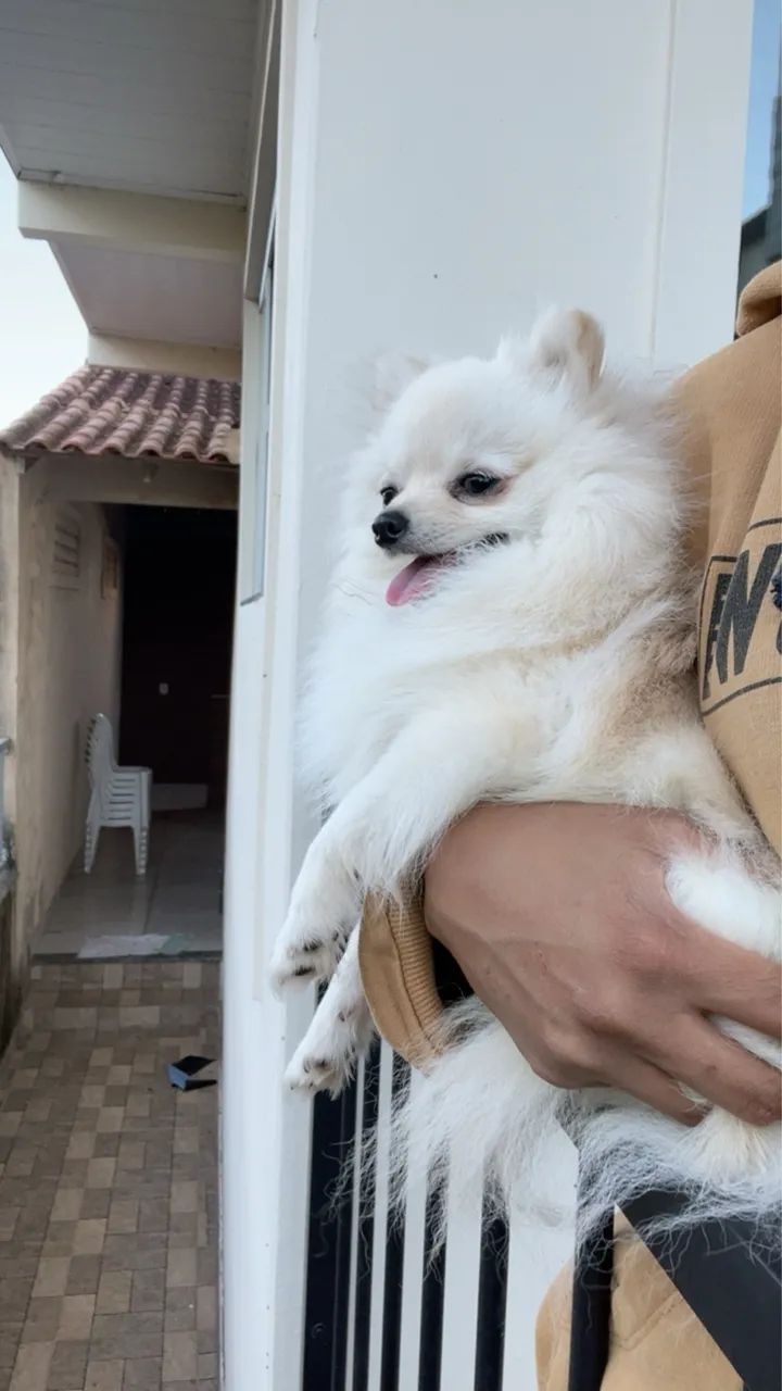 Spitz anão branco