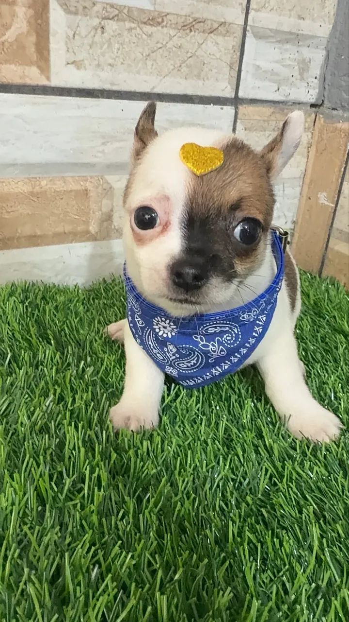 Chihuahua  - Foto 5