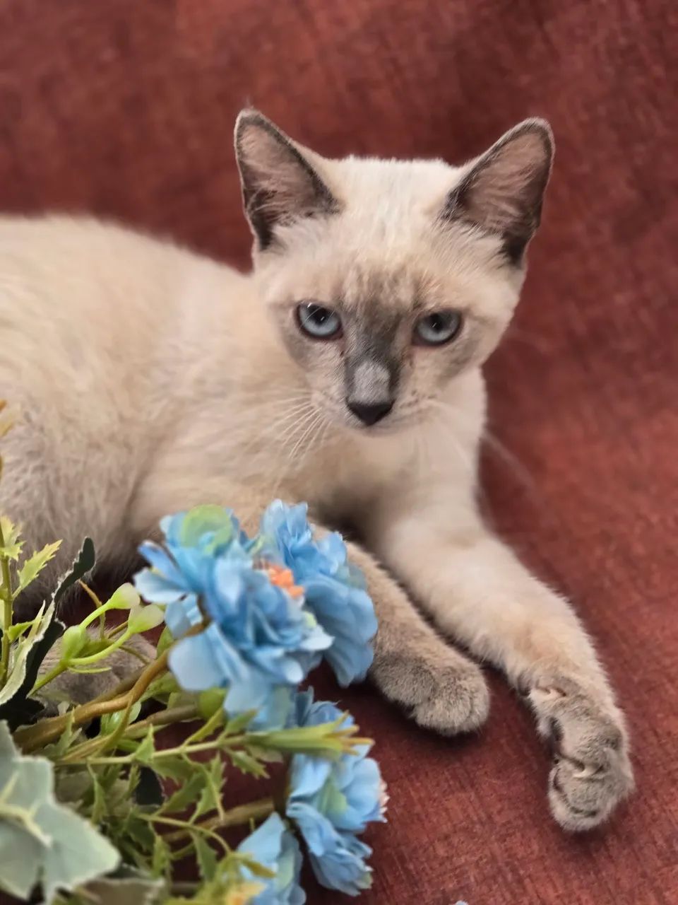 Adoção responsável  - Foto 2