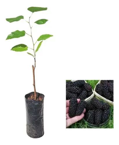 Mudas frutíferas amora gigante e figo - Foto 2