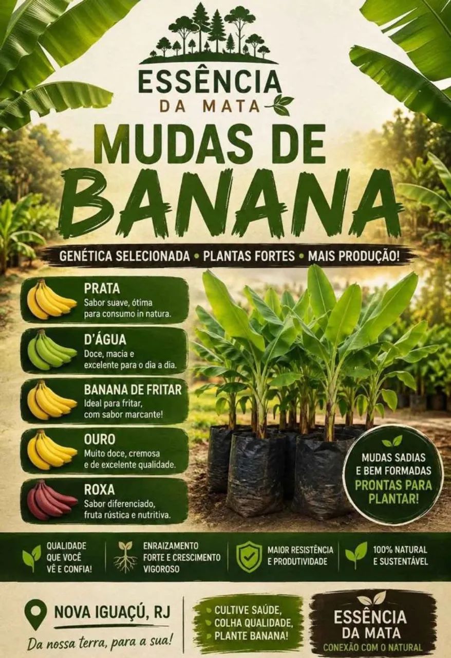 Mudas De Bananeiras
