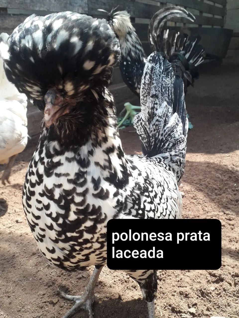 RAÇAS  ORNAMENTAIS  - Foto 3