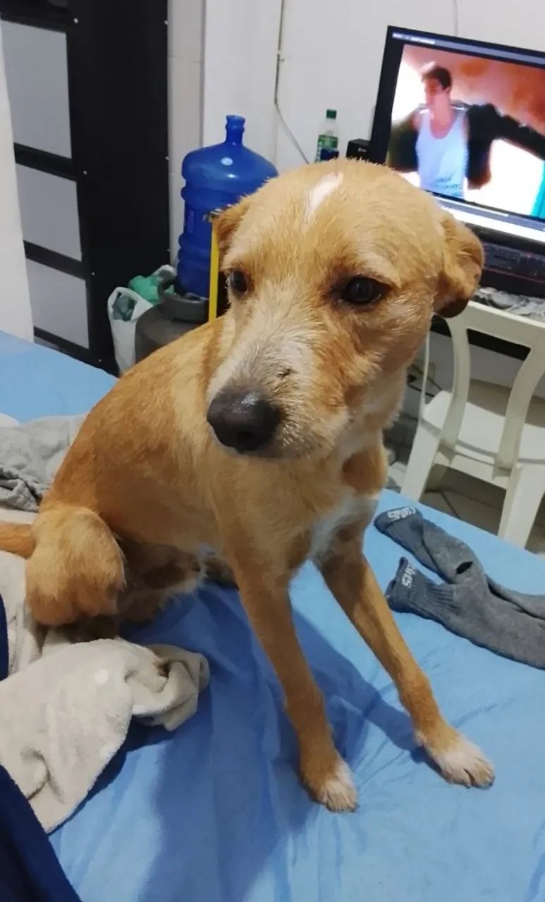 Cachorro SRD Caramelo - Doação - Foto 2