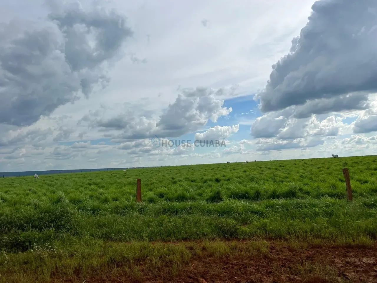 FAZENDA À VENDA  REGIÃO DE NOVA MUTUM  MT - Foto 4
