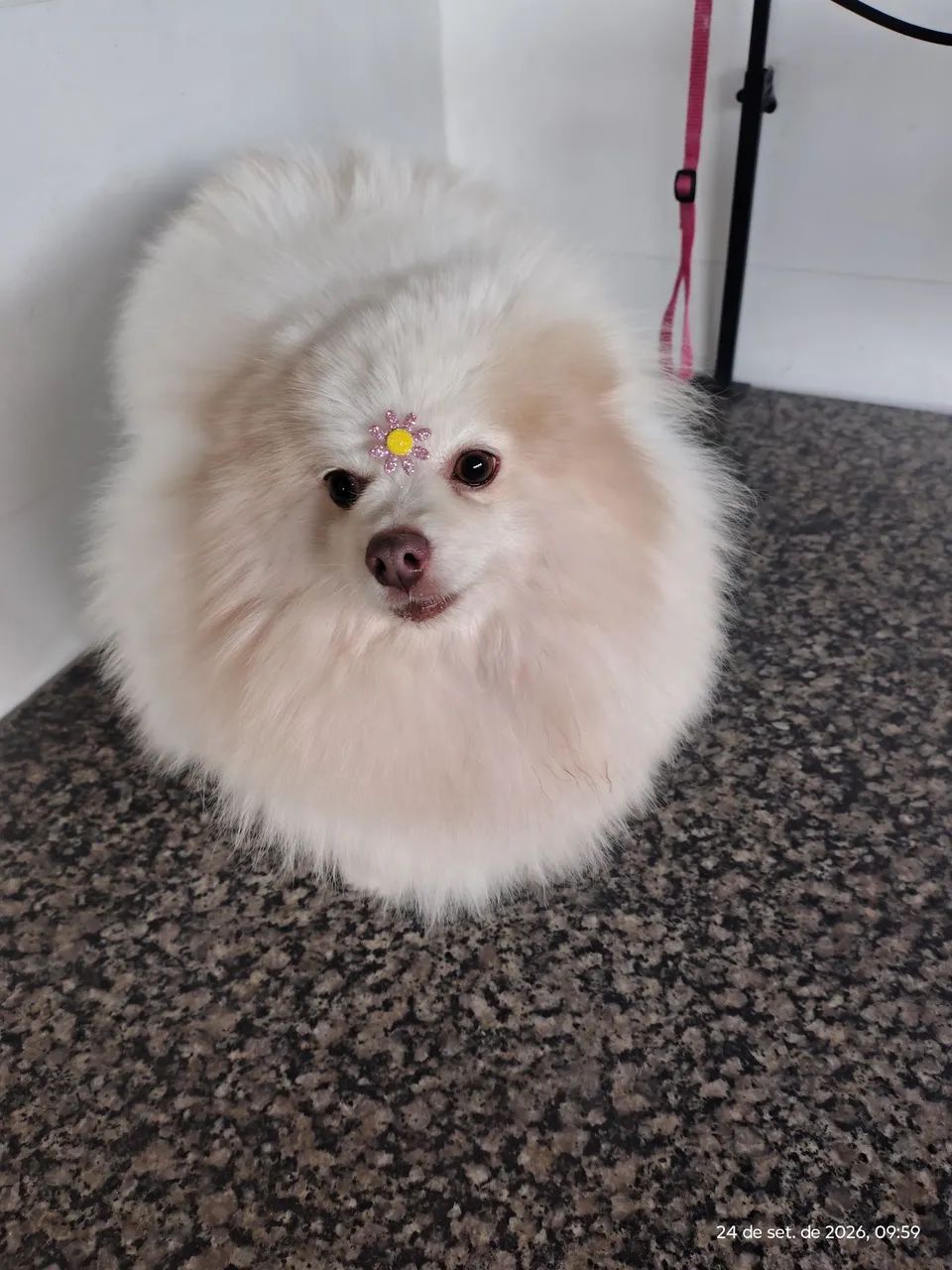 Spitz 
