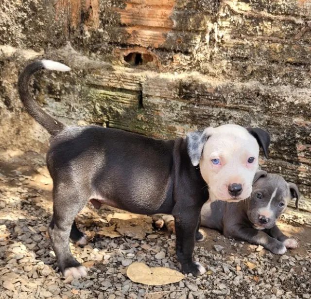 Animais  - Foto 4