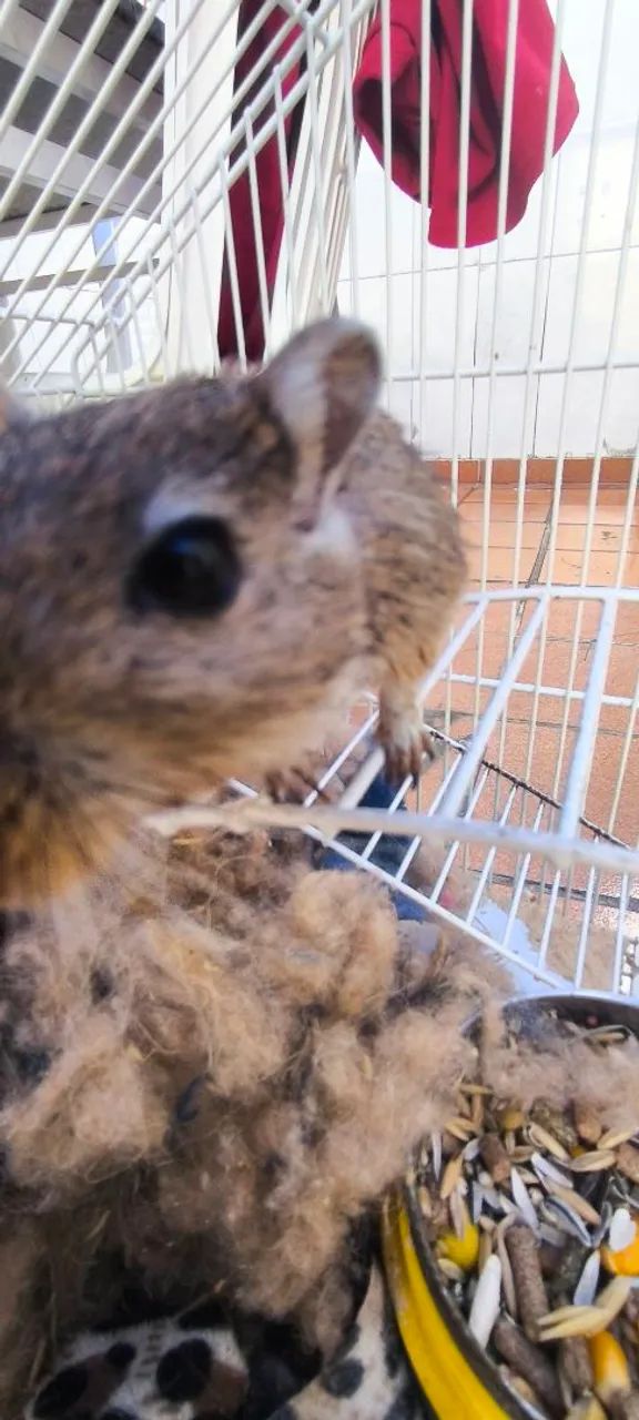 Gerbil  - Foto 5