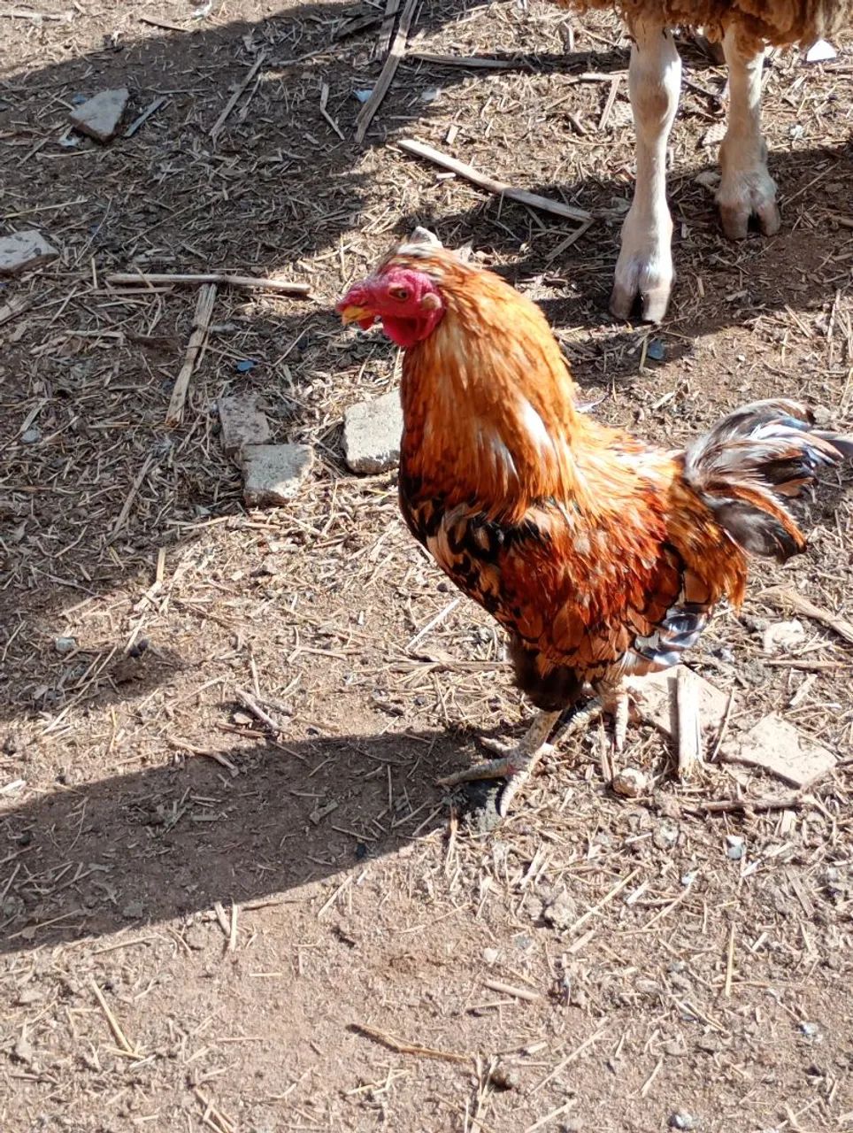 Galinhas e galos etc... Preços na descrição  - Foto 4