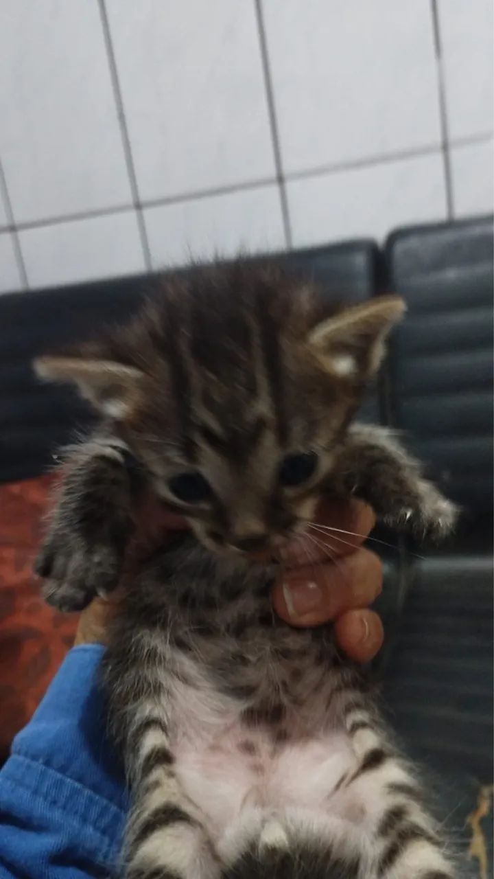 Doa se gatinhos - Foto 4