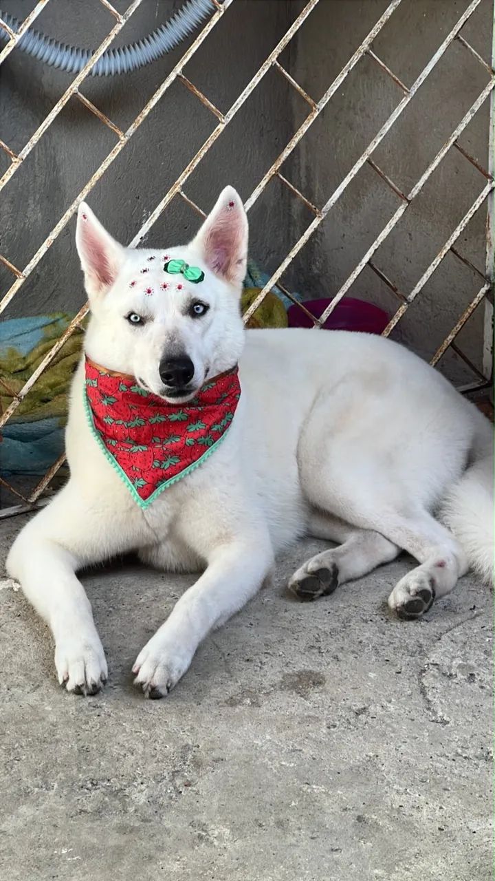Cachorro  - Foto 3